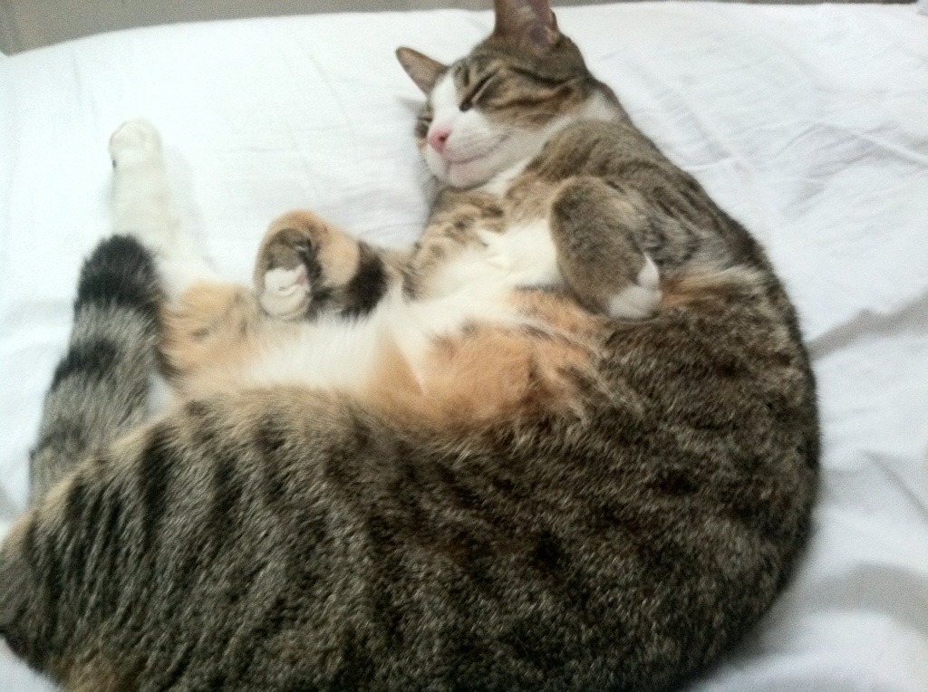 雷霆淬炼之火，西亚卡姆巨星价值在攻防鏖战中闪耀