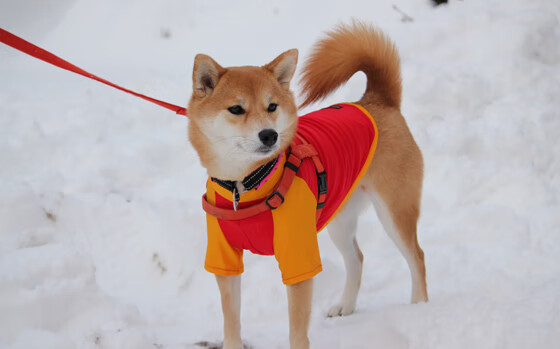 时空交错！切尔西传奇队3-1牙买加明星联，19岁加维打出统治级数据